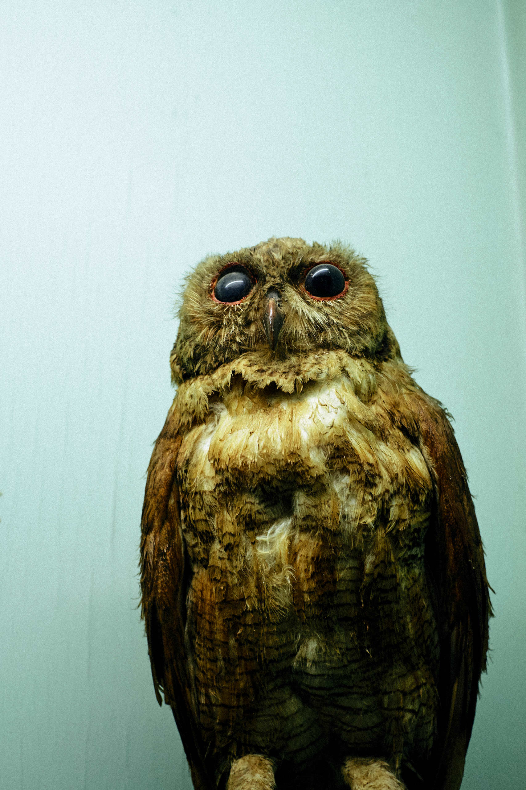 Government Art Museum Chennai